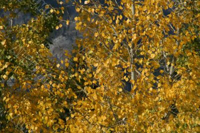 Detail, autumn poplar leaves