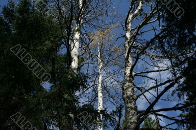 Autumn, poplar tree trunks