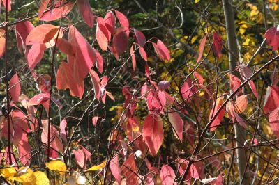 Red osier dogwood branches