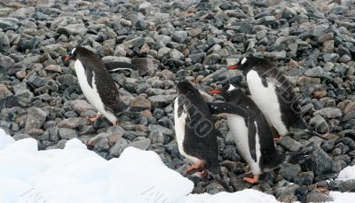 Gentoo penguins, on rocky beach