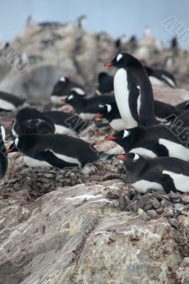 Gentoo penguins, nesting