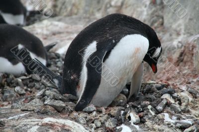 Penguin guarding her nest and egg