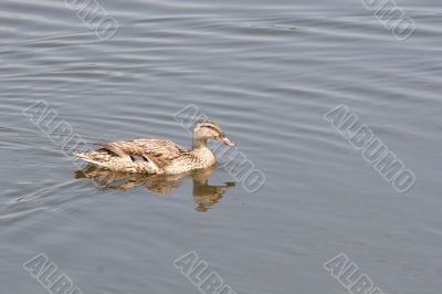 Female Mallard Swimming