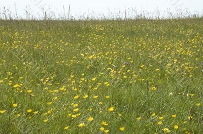 Buttercups