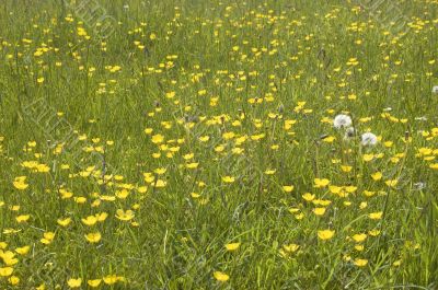 Buttercups