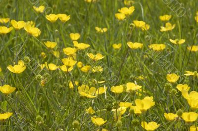 Buttercups