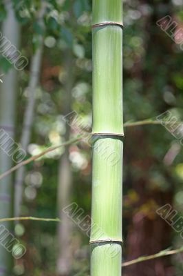 Bamboo