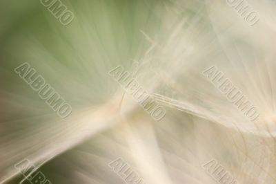 Abstract Dandelion