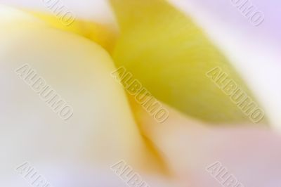 Abstract rose petal