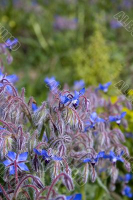 Borago officinalis