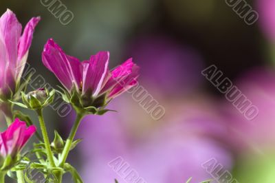 Cosmos pink