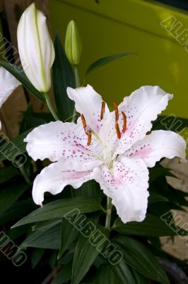 Easter lily