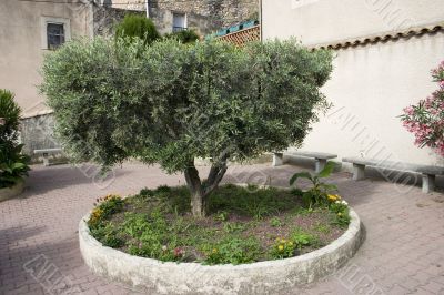 Full olive tree
