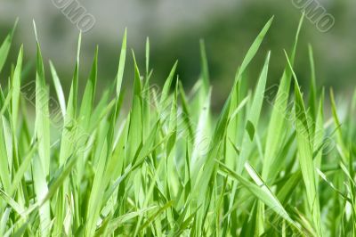 Grass