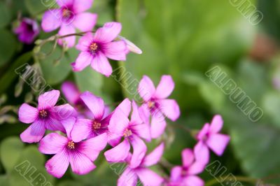 Oxalis
