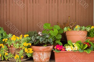 Potted plants