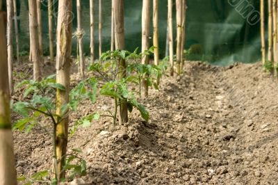 Tomato row