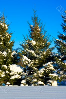 Snow Covered Christmas Tree