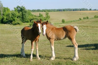 Baby Clydesdales