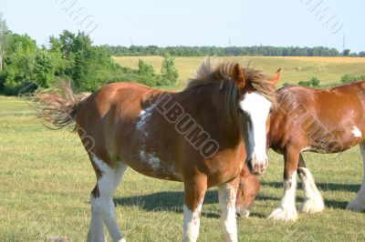 Clydesdale Looking