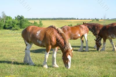 Grazing Clydesdale