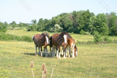 Clydesdale Hundle