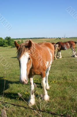 Curious Clydesdale