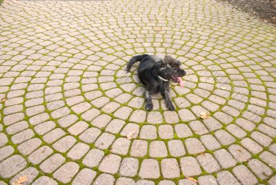 Puppy Stone