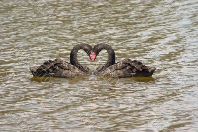 Black Swans Heart
