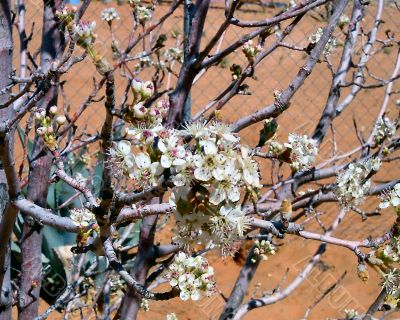  Spring time Fruit Tree  Blossoms