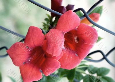  Trumpet Flower growing on Fence