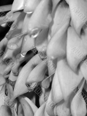  Sumac Seed pods after Rain