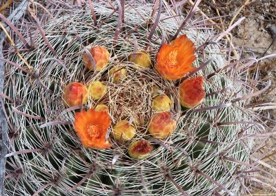  Round cactus with blooms and fishhook spines
