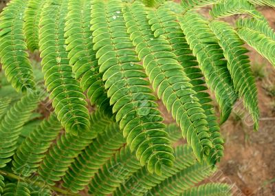  Mimosa Leaves in the Rain