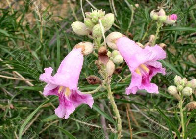  Desert Willow blooms after Rain