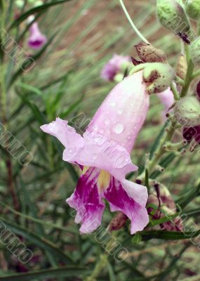 Rain Sprinkled  Desert Willow single Bloom