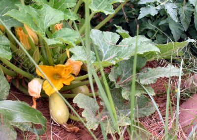  Home Vegetable  Garden with Squash