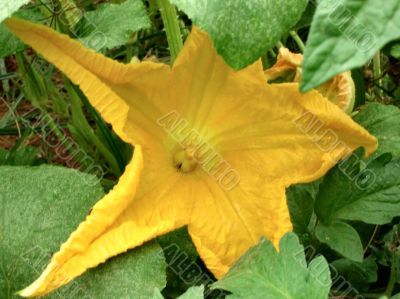  Pumpkin bloom close-up in the leaves