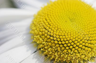 marguerite close up