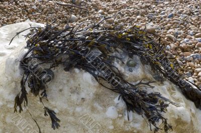 Seaweed on a Rock