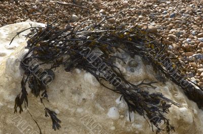  seaweed on a  rock