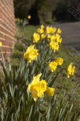 Daffodils