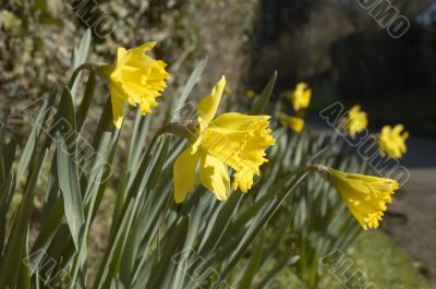 Daffodils