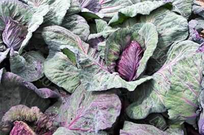 Red cabbage