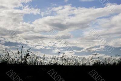 Grasses