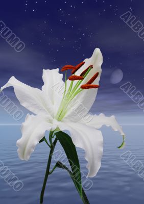 Lily