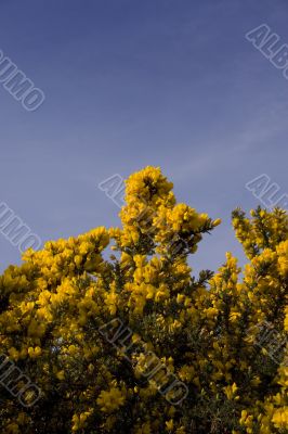 Gorse blossom