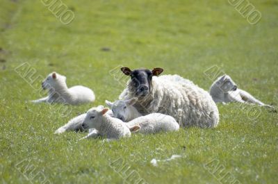 Ewe and Lambs