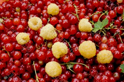 Red currant and yellow raspberry