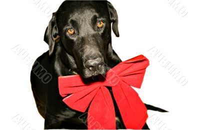 Sketch of Santa Christmas dog
